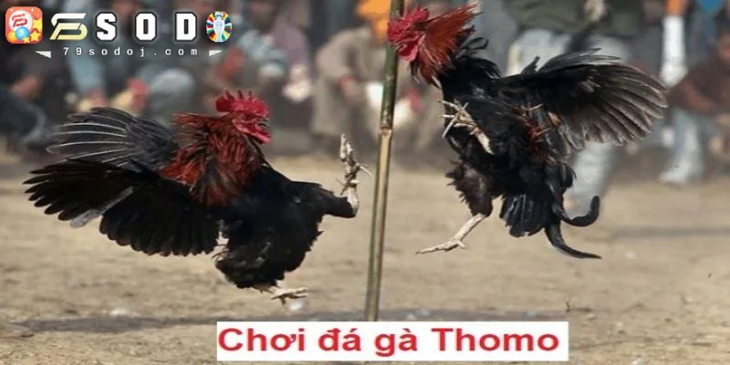 Giới thiệu chung về đá gà Thomo 79Sodo